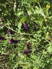 Vicia eriocarpa