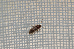 Oligomerus ptilinoides