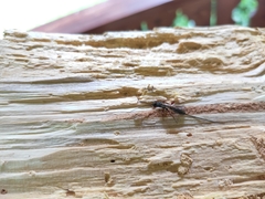 Dolichomitus imperator