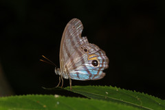 Chloreuptychia chlorimene