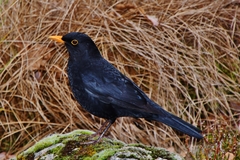 Turdus merula