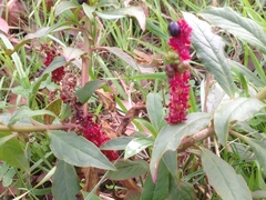Phytolacca octandra