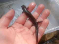 Desmognathus conanti