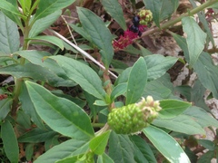 Phytolacca octandra