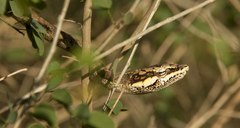 Thelotornis capensis capensis