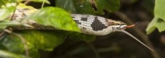 Thelotornis capensis capensis