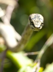 Thelotornis capensis capensis