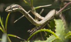 Thelotornis capensis capensis