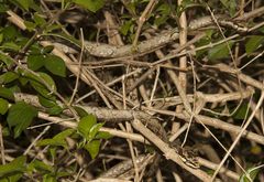 Thelotornis capensis capensis