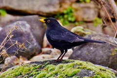 Turdus merula