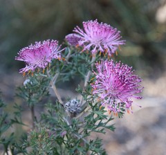 Isopogon crithmifolius