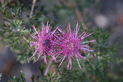 Isopogon crithmifolius