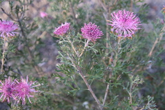 Isopogon crithmifolius