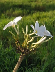 Plumeria obtusa