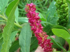 Phytolacca octandra