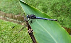Dasythemis mincki