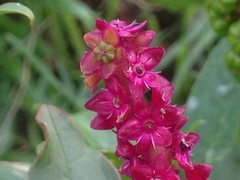 Phytolacca octandra