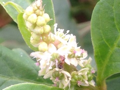 Phytolacca octandra
