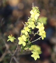 Phebalium tuberculosum