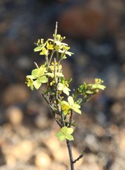 Phebalium tuberculosum