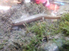 Desmognathus conanti