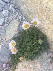 Erigeron compositus
