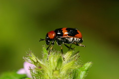 Coptocephala pallens