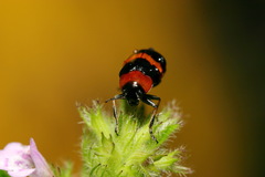 Coptocephala pallens