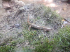 Desmognathus conanti