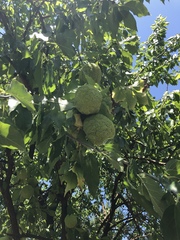 Maclura pomifera