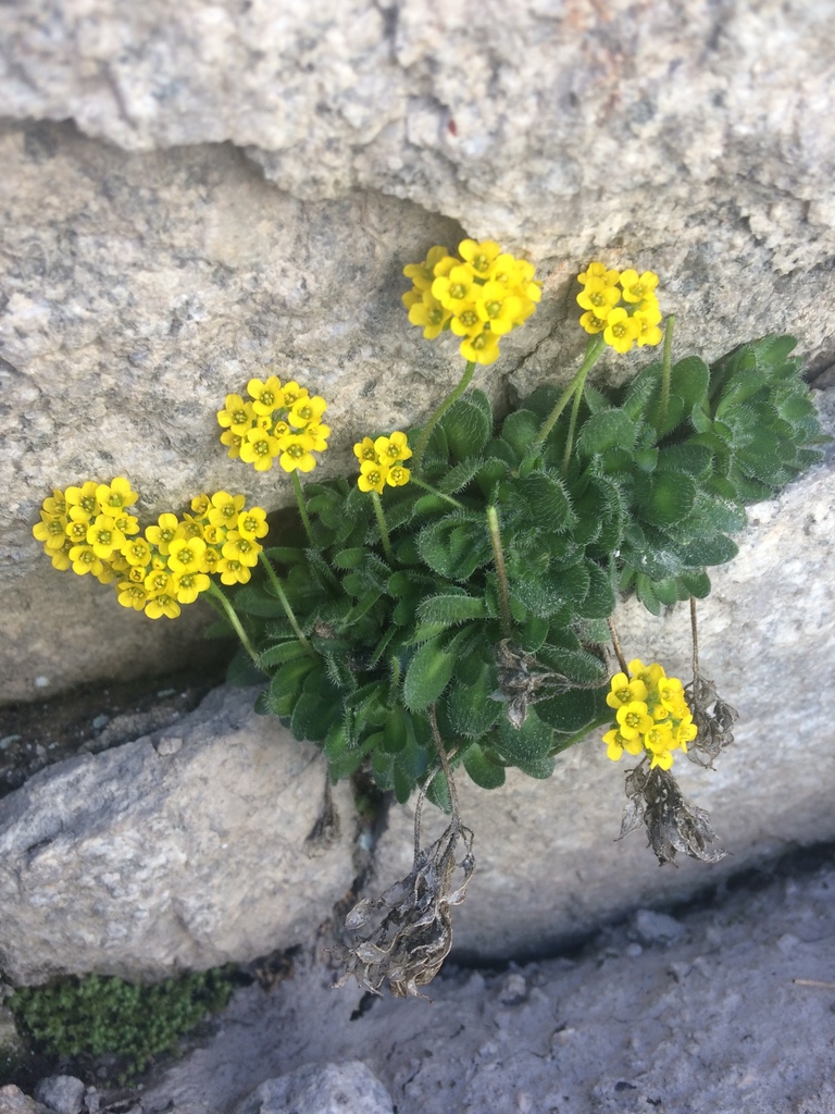 Granite Draba
