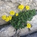 Draba lemmonii - Photo (c) Mary Meagher, algunos derechos reservados (CC BY-NC), uploaded by Mary Meagher