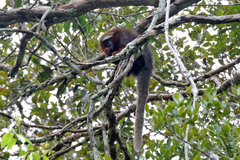 Plecturocebus discolor