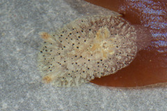 Acanthodoris rhodoceras image