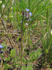 Myosotis ramosissima