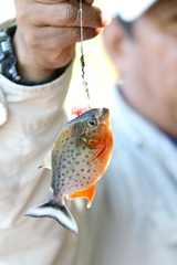 Pygocentrus nattereri