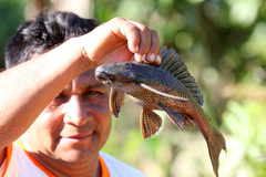 Pterygoplichthys pardalis