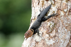 Uracentron flaviceps