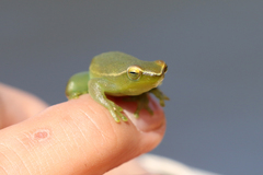 Sphaenorhynchus lacteus