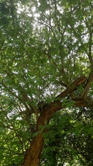 Albizia amara