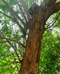Albizia amara