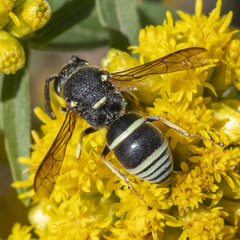 Euodynerus planitarsis