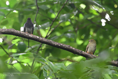 Chiroxiphia linearis