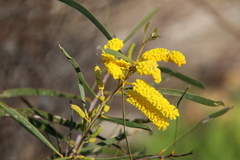 Acacia lasiocalyx