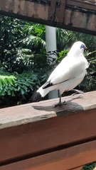 Leucopsar rothschildi