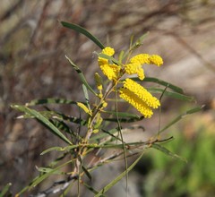 Acacia lasiocalyx