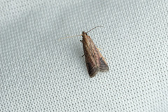 Metallostichodes nigrocyanella