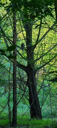 Barred Owl photographed in Pennsylvania