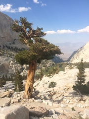 Pinus balfouriana