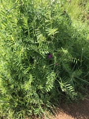 Vicia eriocarpa